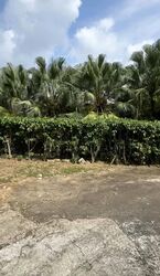 Holland Park (D10), Detached #584049641